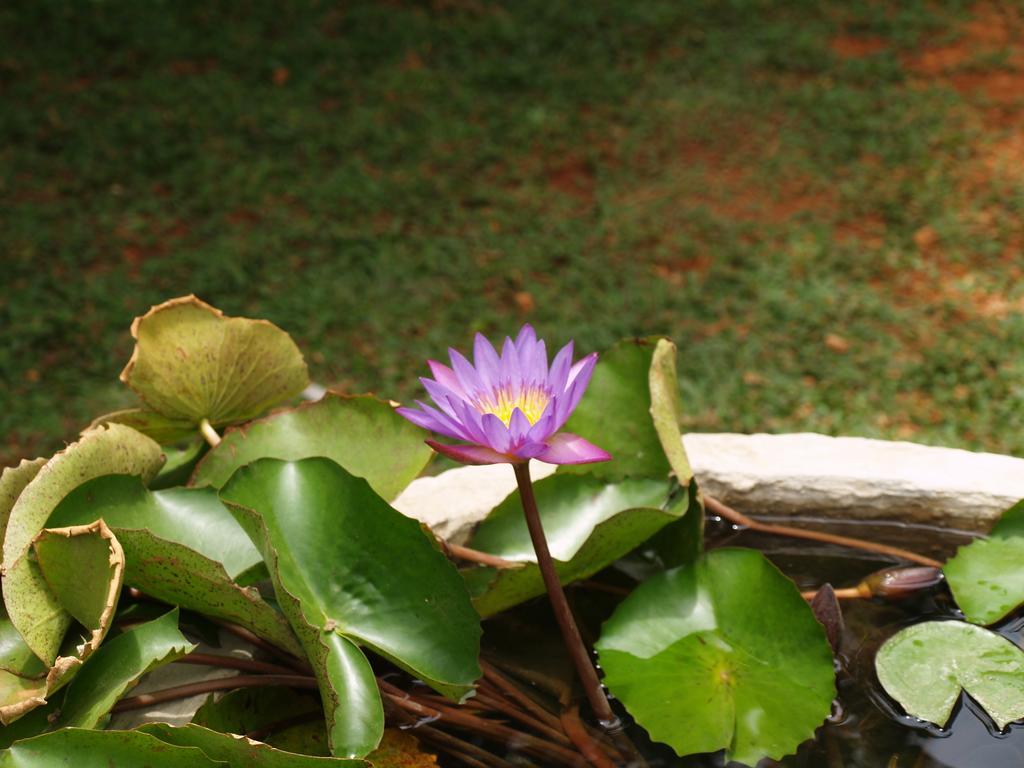 Welimaluwa Resort Sigiriya Kibissa Eksteriør bilde